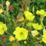 0609F 11 Rotterdam-Leer